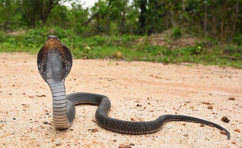 Taiwan hiker bitten by Thai spitting cobra
