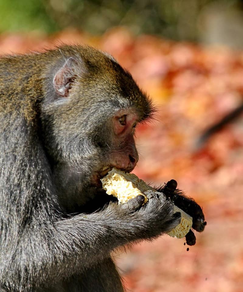Yushan National Park warns visitors of food-snatching monkeys