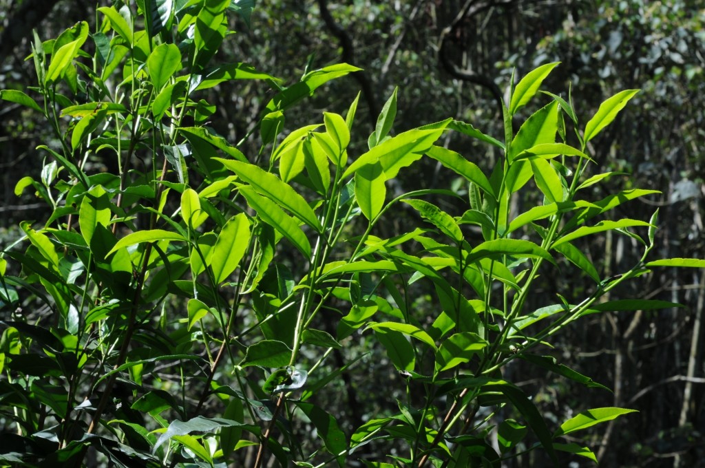 惠益山村居民！林務局：林下經濟新增品項臺灣山茶 私有保安林即日起開放申請經營