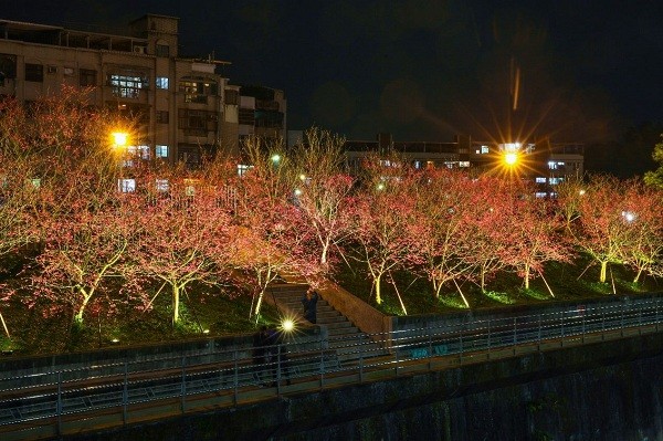 Taipei’s 2022 flower show season begins with camellias on Jan. 7