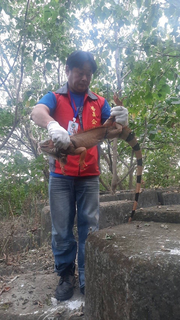 Taiwan’s Pingtung caught nearly 20,000 green iguanas last year