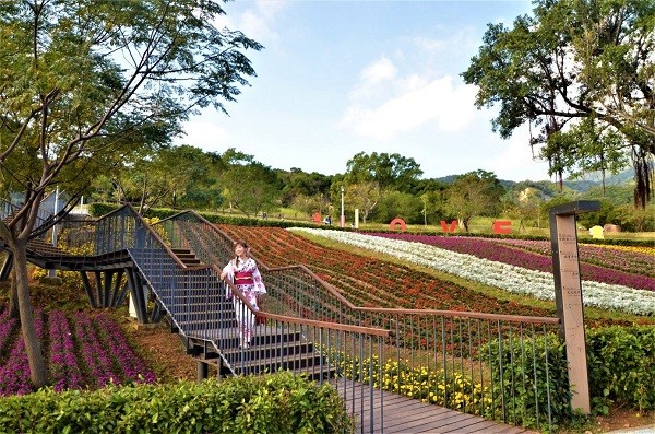 Rows of blooming flowers in Taipei’s Beitou available for viewing from Jan. 20