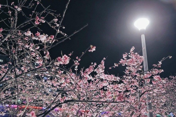Taipei's Lohas Cherry Blossom Festival to last until Feb. 28 this year