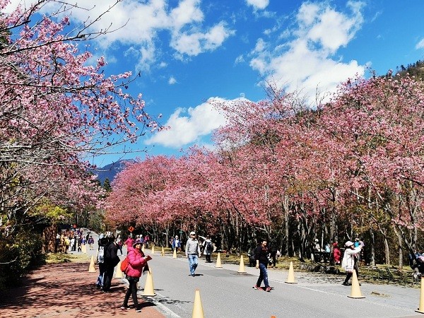 Bus tickets to view cherry blossoms in central Taiwan still available