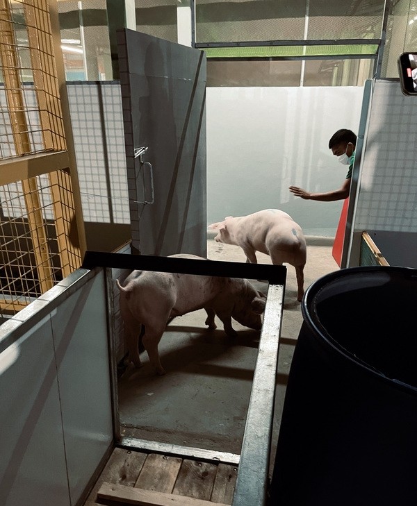 Taiwanese businessman invests big in Philippines’ hog farming