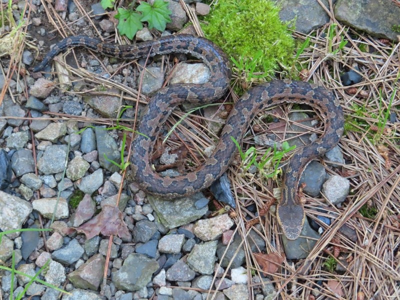 People warned to keep away from Taiwan pit vipers