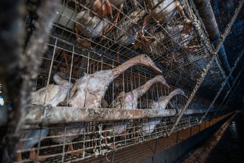 Taiwan bans battery cages on duck farms in world first