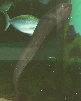 'Water monster' spotted in Taiwan's Sun Moon Lake could be speckled longfin eel