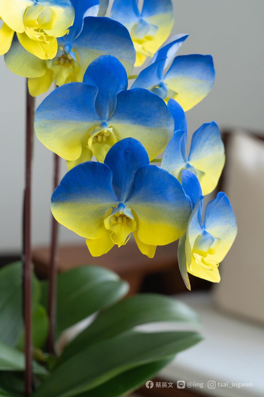 Photo of the Day: Taiwan orchids bloom with colors of Ukrainian flag