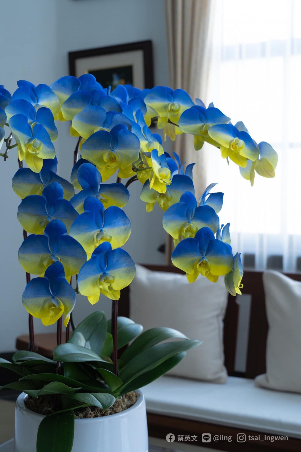 Photo of the Day: Taiwan orchids bloom with colors of Ukrainian flag