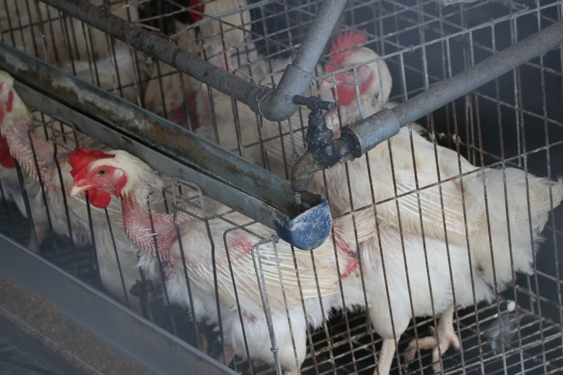 Taiwan activists join campaign asking McDonald’s to drop cage eggs