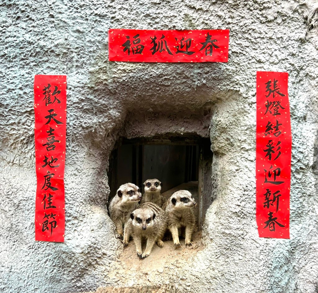 【3/14白色情人節】台灣高雄壽山動物園分享「牠們」不輸人類的感情世界！