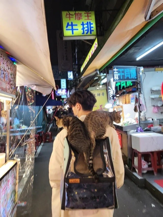 Photo of the Day: Curious cats tour Taipei night market