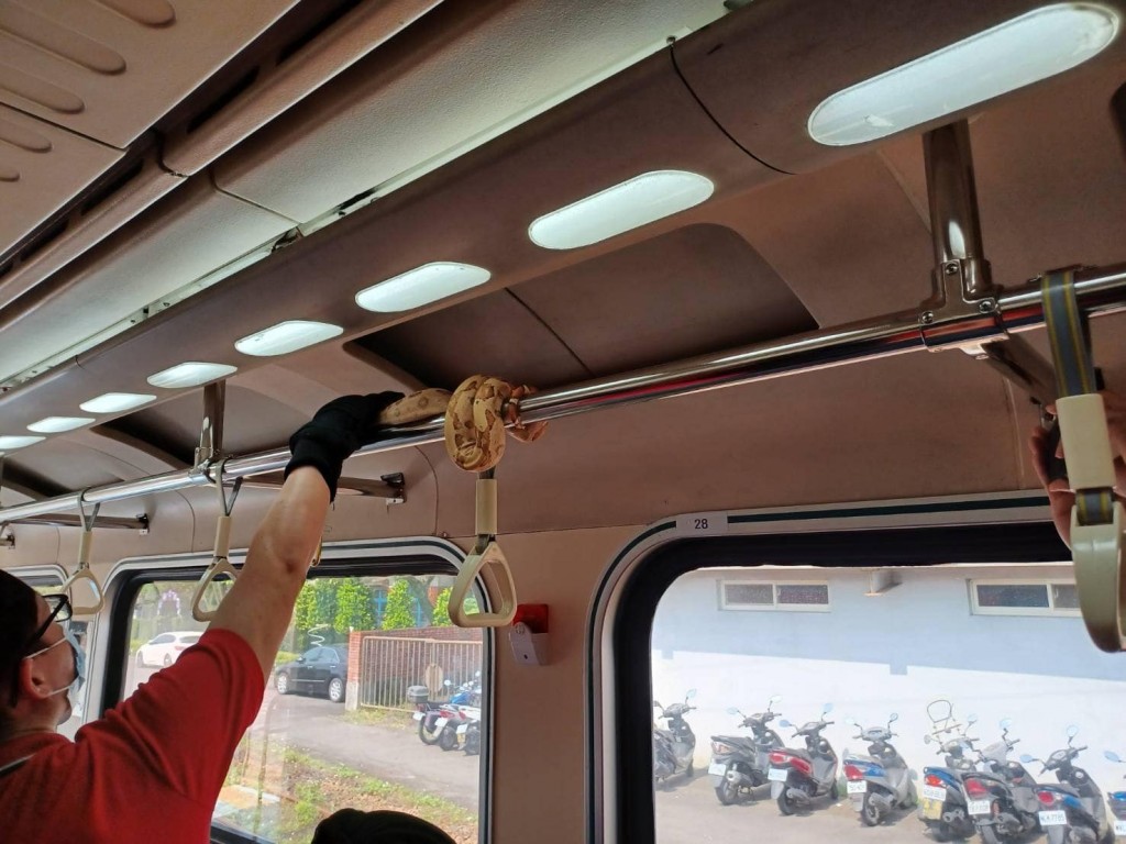 Snakes on a train: Serpent spotted on train in northeast Taiwan