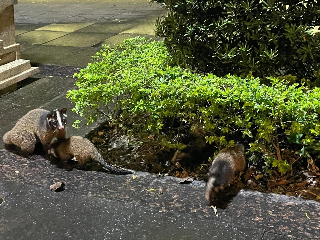 Civet family spotted in Taipei neighborhood