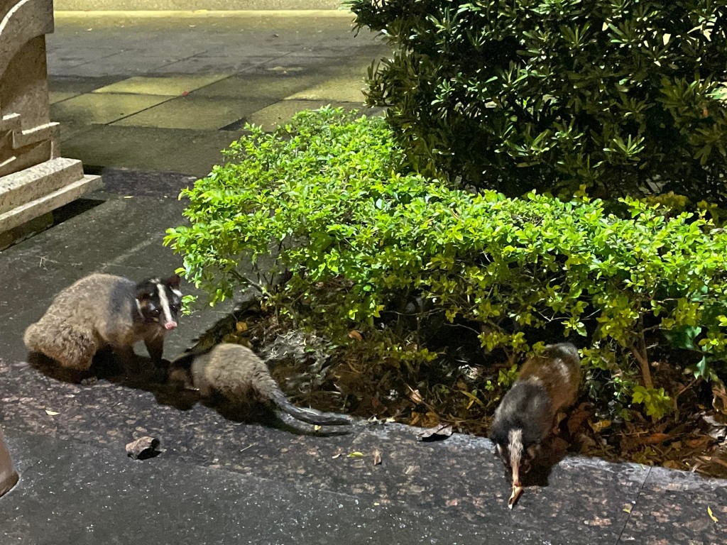 Civet family spotted in Taipei neighborhood