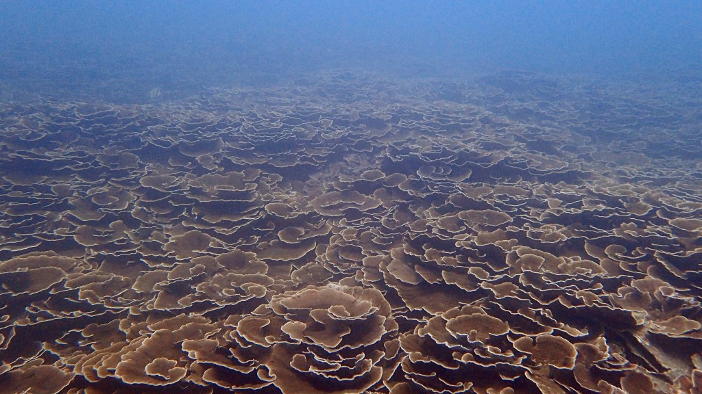 極端氣候重創澎湖南方四島珊瑚礁　臺灣海管處拓殖棲息環境
