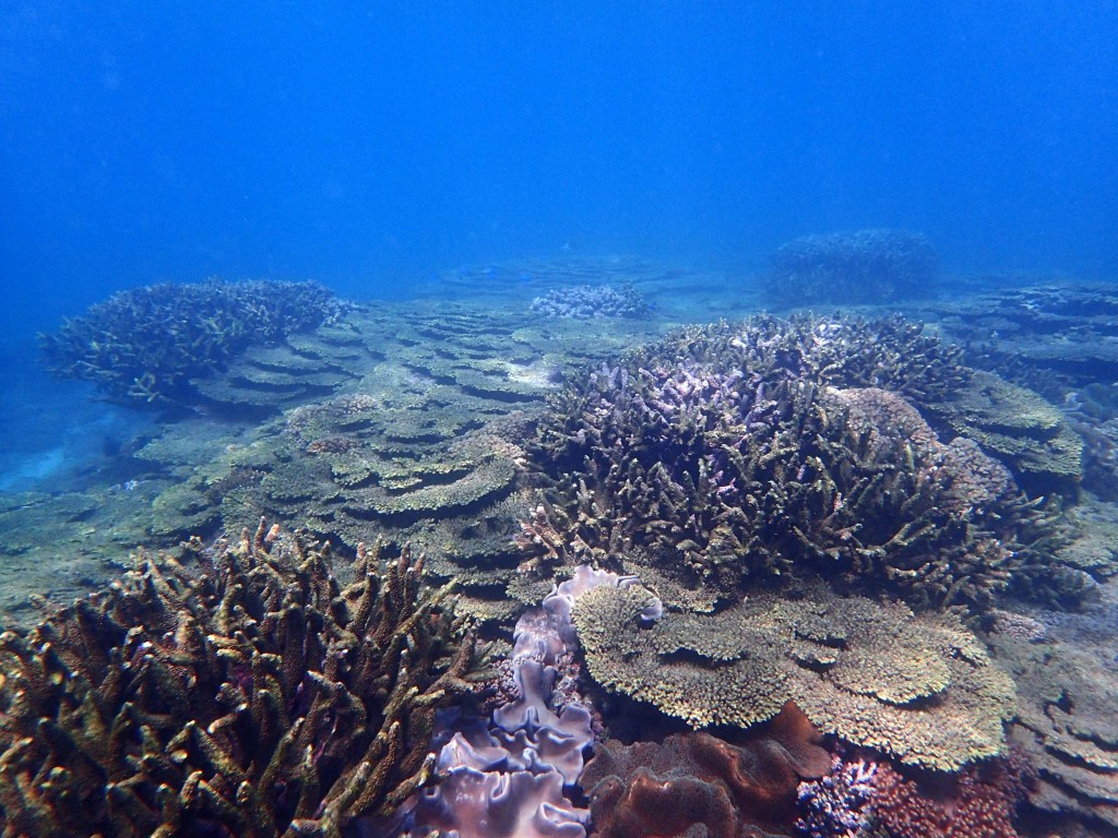極端氣候重創澎湖南方四島珊瑚礁　臺灣海管處拓殖棲息環境