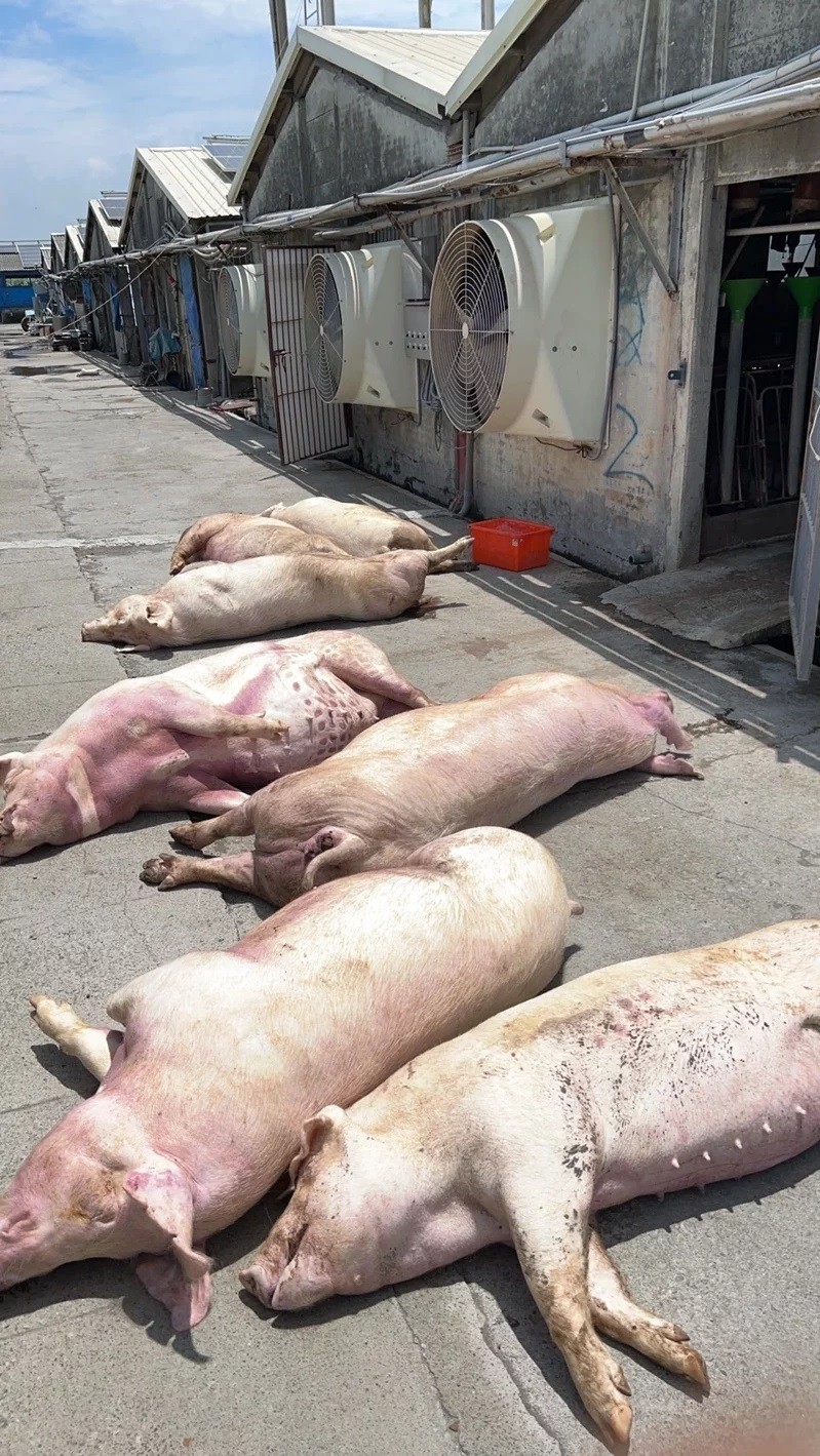 170 pigs struck by lightning in western Taiwan