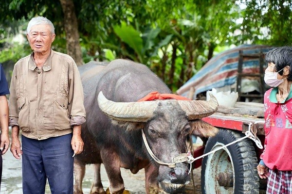Taiwanese farmer sends retiring water buffalo to animal shelter instead of slaughterhouse