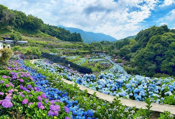 2022 hydrangea season on Taipei’s Yangmingshan kicks off on Friday