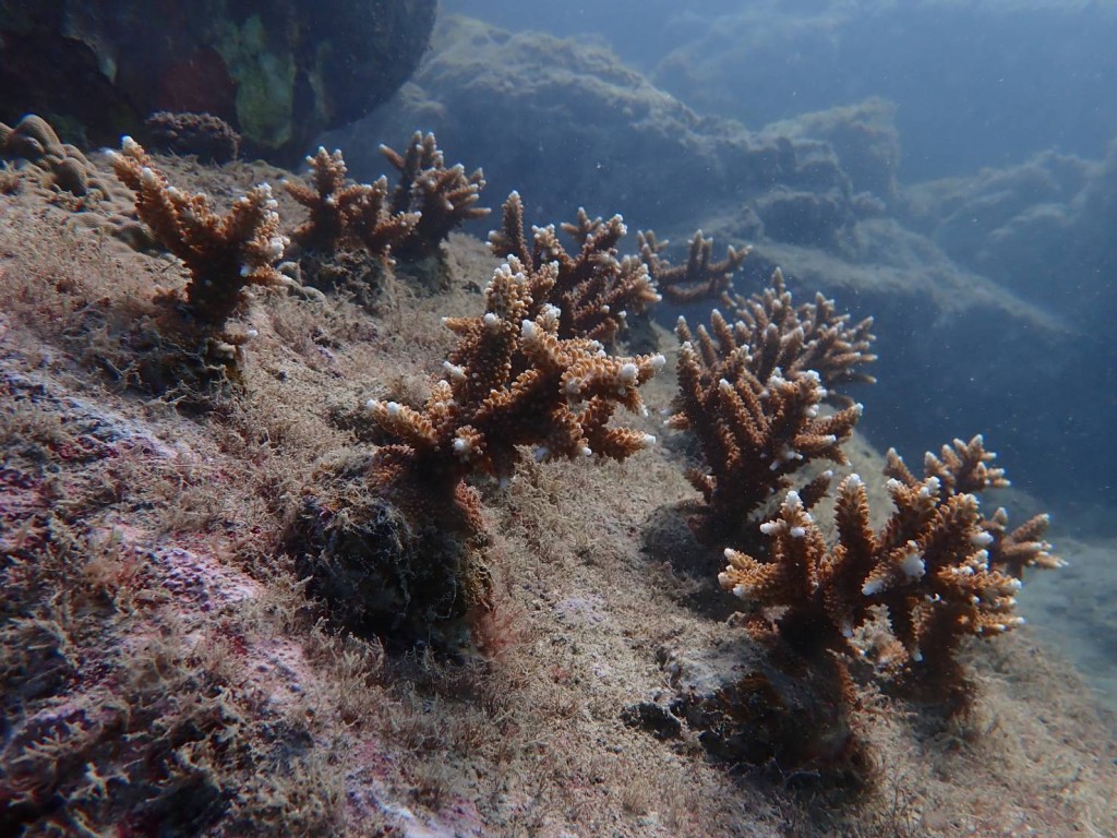 台灣小琉球珊瑚生態衰退　屏東縣政府啟動海洋資源復育計畫