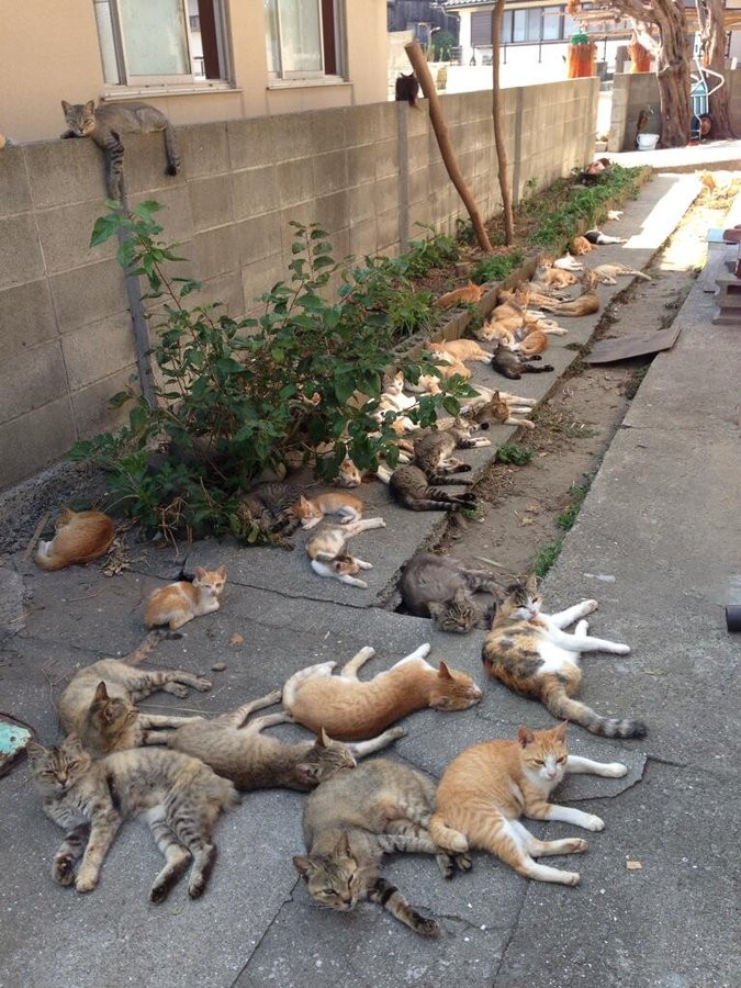 Catatonic cat scene looks like a catastrophe