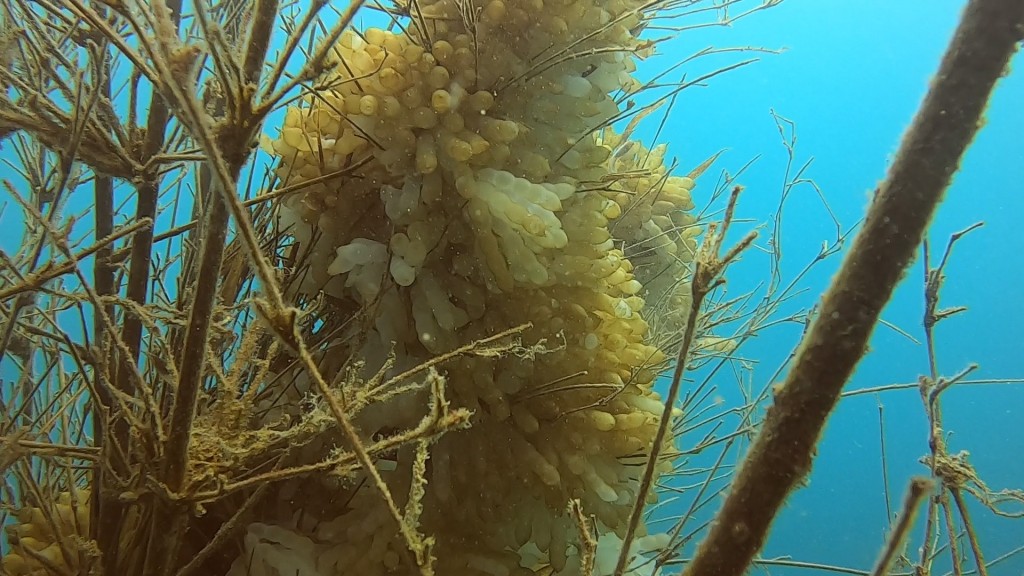 台灣北海岸第一個禁漁區　新北市野柳保育區用竹叢礁復育軟絲有成