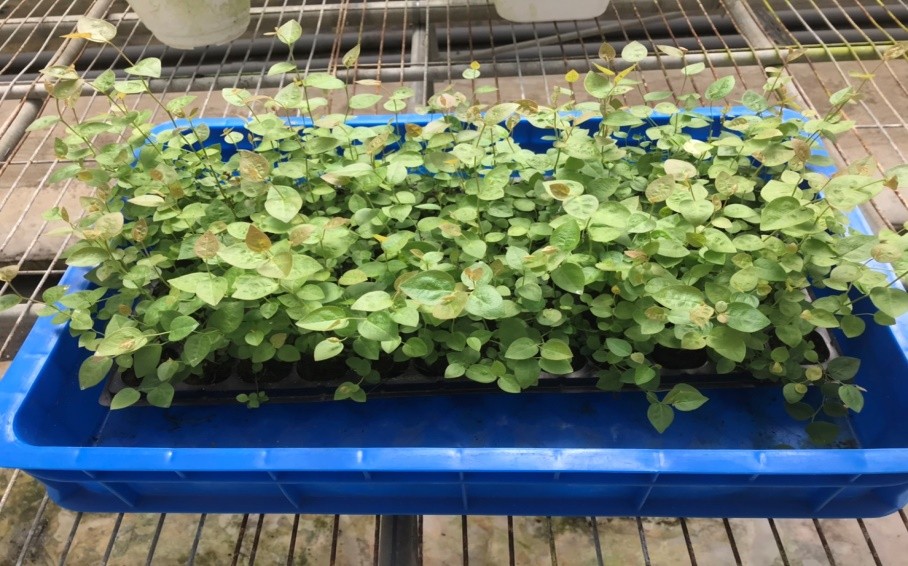 台灣新興果樹！種苗場組培快繁技術   提升藍莓苗市場優勢