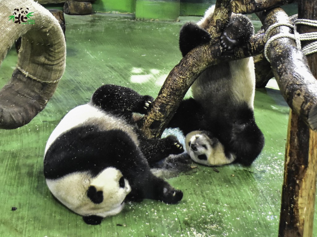 大貓熊家族鼻子頂住樹幹生悶氣？台北市動物園：察言觀色了解當下情緒與需求