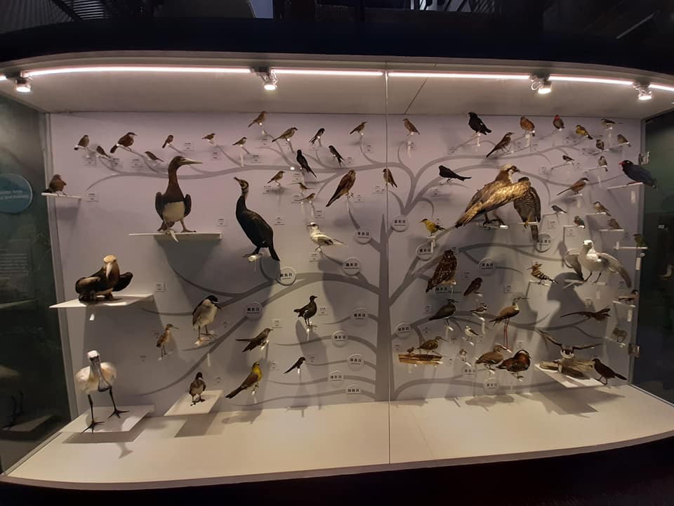 北海岸最大規模鳥類生態標本展　台灣「海有個鳥地方」海科館展出