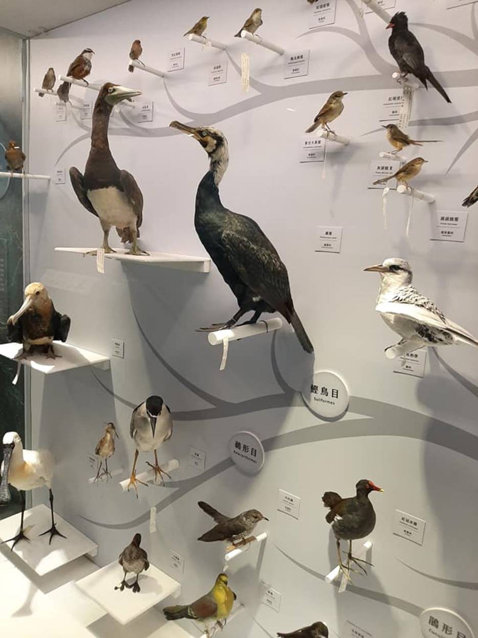 北海岸最大規模鳥類生態標本展　台灣「海有個鳥地方」海科館展出