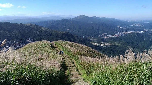 New Taipei’s Jiufen promotes its flowering silvergrass