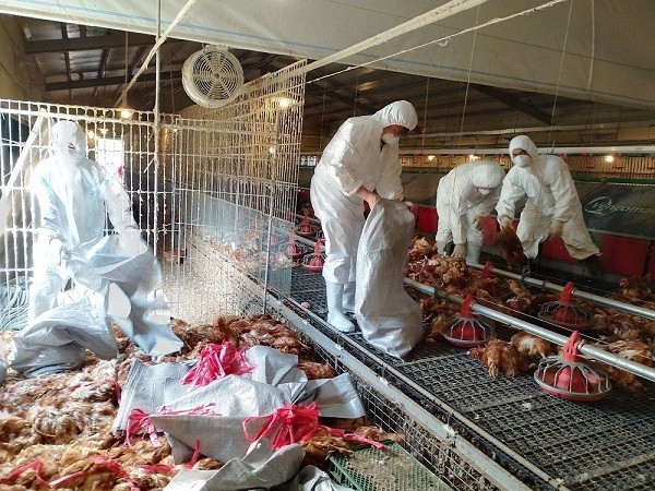 Avian flu outbreak at southern Taiwan chicken farm results in culling of 8,599 chickens