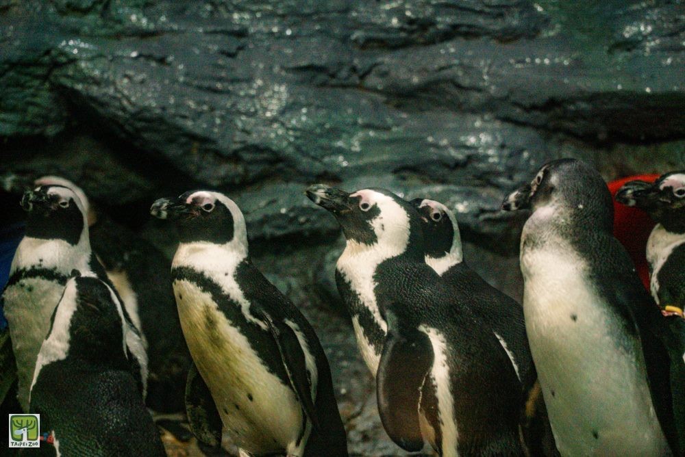 春節尾聲還能去哪兒？來台北動物園看非洲黑腳企鵝游泳