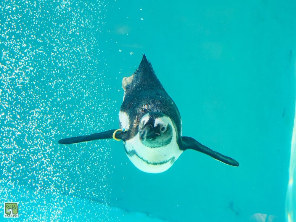 春節尾聲還能去哪兒？來台北動物園看非洲黑腳企鵝游泳