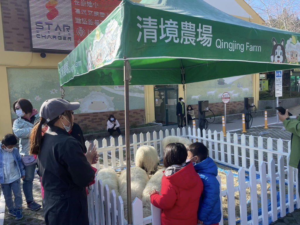 【睽違3年】台灣清境農場「奔羊節」盛大回歸　綿羊群與上千遊客挑戰2千公尺路程