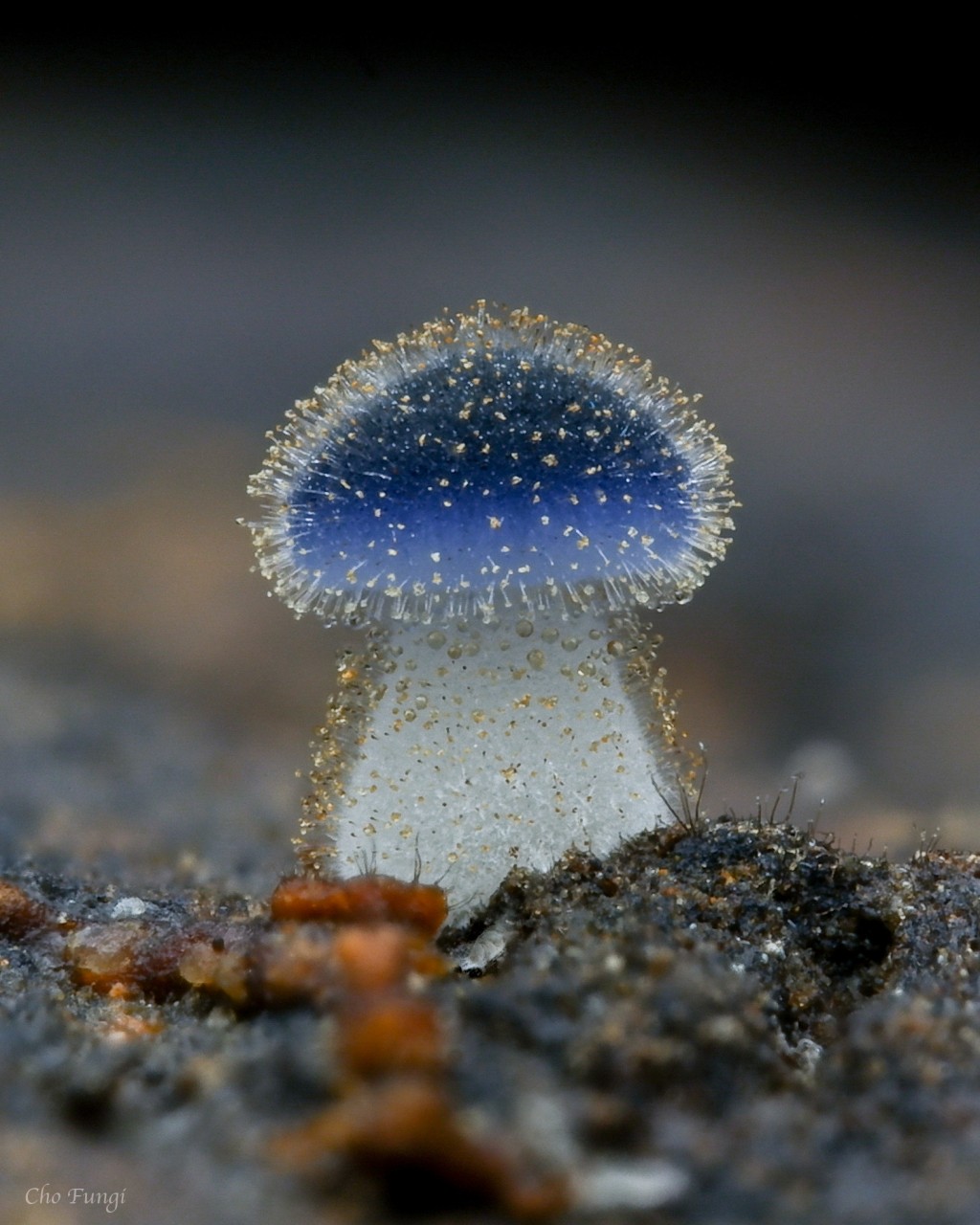 Photo of the Day: Magical mini mushroom spotted in Taipei