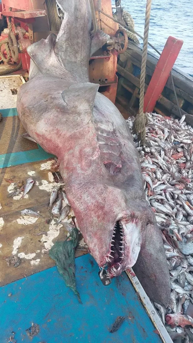 Record 800 kg goblin shark with 6 pups caught off northeast Taiwan