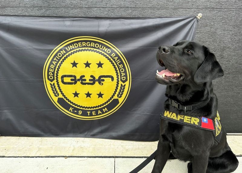台灣第一隻電子產品偵測犬洋名叫「晶圓」　掛國旗在美國結訓