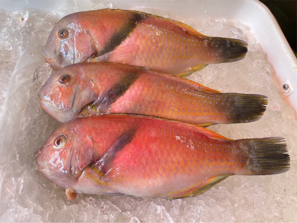 新北夏末東北角海域的珍饈　藍豬齒魚(石老)