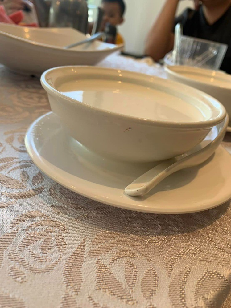 反胃！蝦餃黏3隻蟑螂 台北某港式飲茶業者嗆顧客：「都打折了！不然你要我怎樣？」