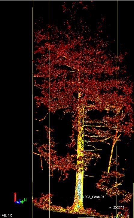 非破壞性樹木體積調查法　林試所結合科技創新估算森林碳匯