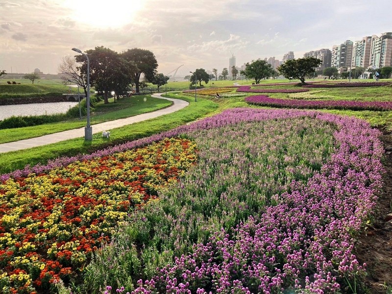 4萬盆花開好了 台北美堤親水灣10月花海萬紫千紅