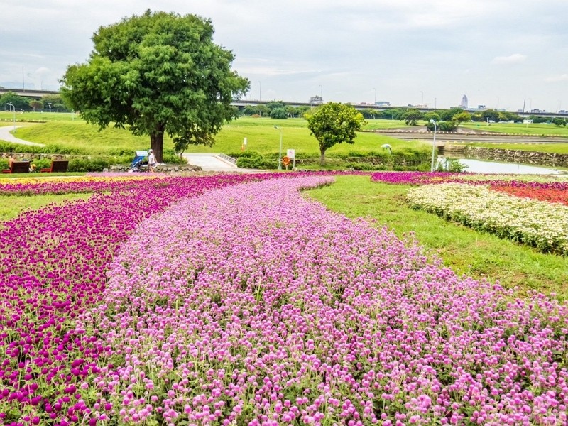 4萬盆花開好了 台北美堤親水灣10月花海萬紫千紅