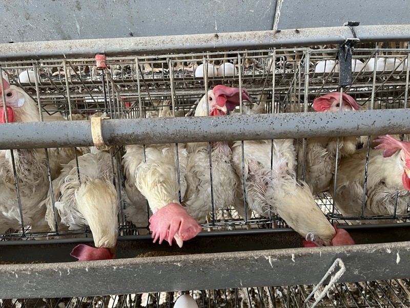 一輩子活在A4大小籠子 台灣蛋雞苦、蛋荒無限循環 動保團體促「讓母雞自由、廢除格子籠」