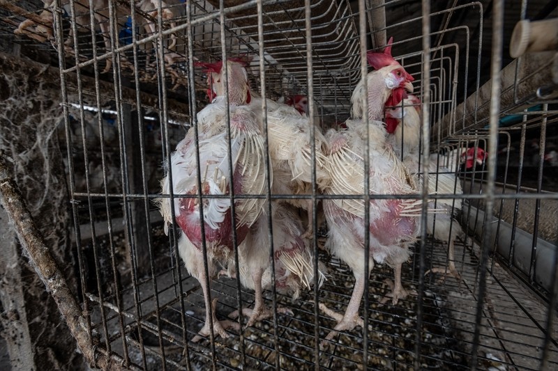 一輩子活在A4大小籠子 台灣蛋雞苦、蛋荒無限循環 動保團體促「讓母雞自由、廢除格子籠」