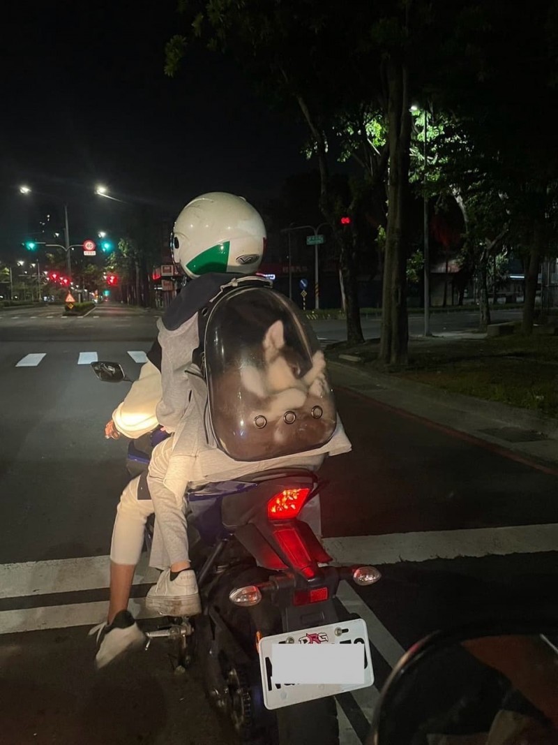 Husky seen stuffed in backpack in south Taiwan