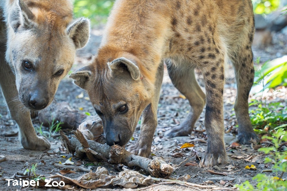 「連通房」開放、沾肉汁玩具 台北動物園為斑點鬣狗提供豐富環境