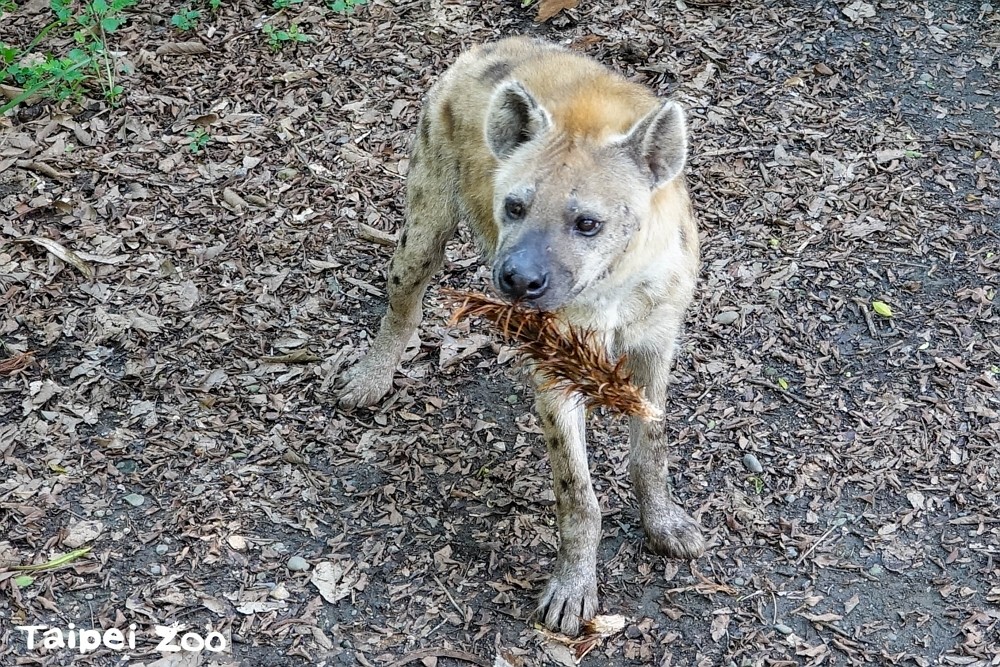 「連通房」開放、沾肉汁玩具 台北動物園為斑點鬣狗提供豐富環境
